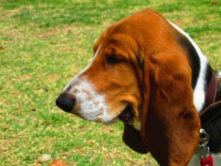 basset-hound-345645_1280