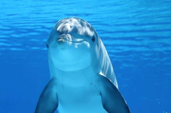 イルカにはヒーリング効果があります