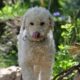 【小型犬編】飼うならどんな犬？オススメ犬種３選
